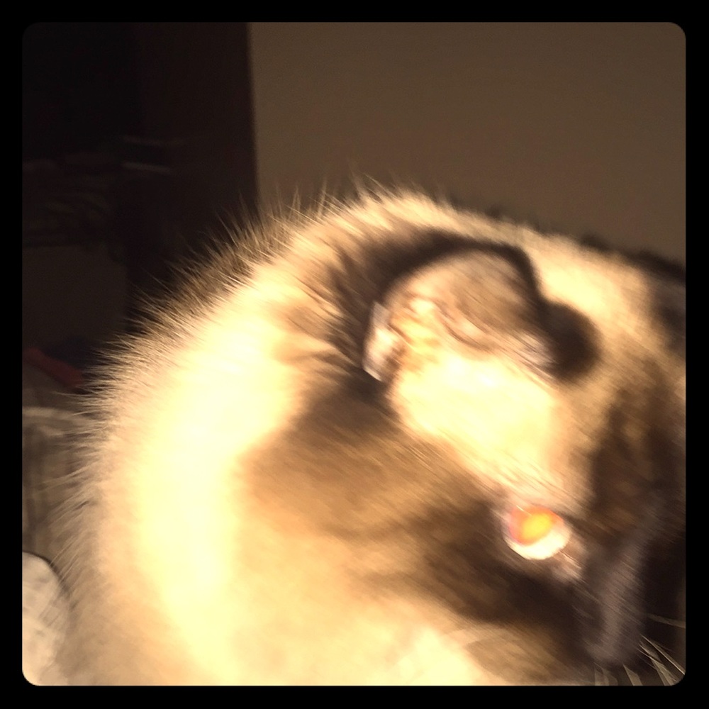 A cat